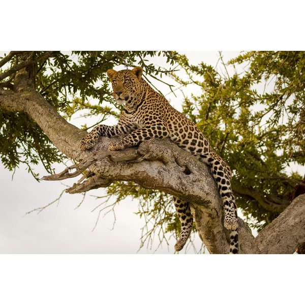 Ebern Designs Magnificent Leopard Wrapped Canvas Photograph Wayfair